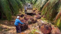 Planting Naturals Mendigitalkan 7.224 Petani Kecil dalam RantaiPasok Minyak Sawit Organik Bersertifikasi RSPO Pertama diSierra Leone