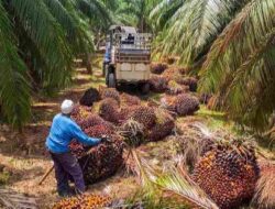 Planting Naturals Mendigitalkan 7.224 Petani Kecil dalam RantaiPasok Minyak Sawit Organik Bersertifikasi RSPO Pertama diSierra Leone