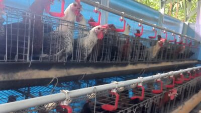 Budidayakan Program Plasma Ayam Arab, Dompet Dhuafa: Tingkatkan Taraf Hidup Peternak Penerima Manfaat